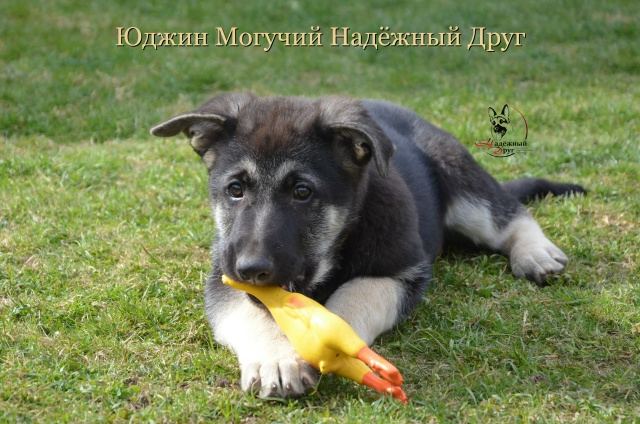 Фото щенка Юджин Могучий